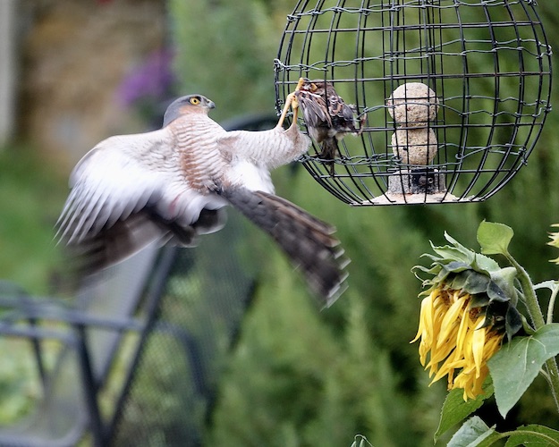 sparrowhawk catching